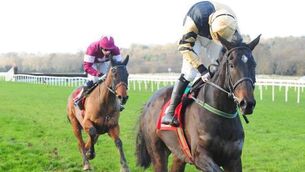 Can Black Hercules make his mark at Cheltenham? 