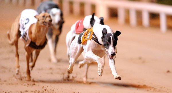 Clares Rocket hot favourite to land Kirby Memorial