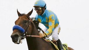 American Pharoah named world’s best for 2015 while Aidan O’Brien team claims host of honours