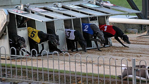 Are the tracks getting quicker — or the dogs?