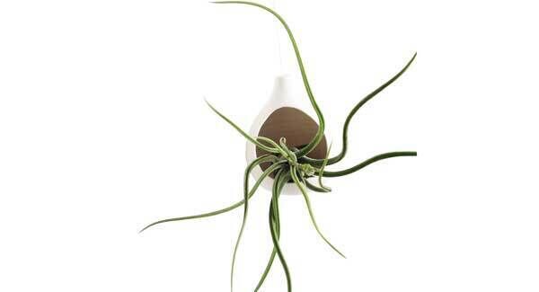 Designed for Till by Berlin artist Claudia Schoemig, these hanging nests are suitable for small-medium size air plants like Bulbosa and Ionantha. €37 each, www.dawanda.com Designed for Till by Berlin artist Claudia Schoemig, these hanging nests are suitable for small-medium size air plants like Bulbosa and Ionantha. €37 each, www.dawanda.com