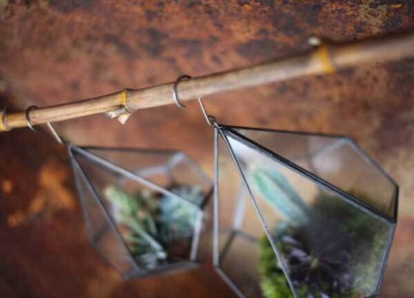 Terrariums are an inexpensive, commonplace high-street buy today and can hold a micro-climate that will resist drying out. Terrariums are an inexpensive, commonplace high-street buy today and can hold a micro-climate that will resist drying out.