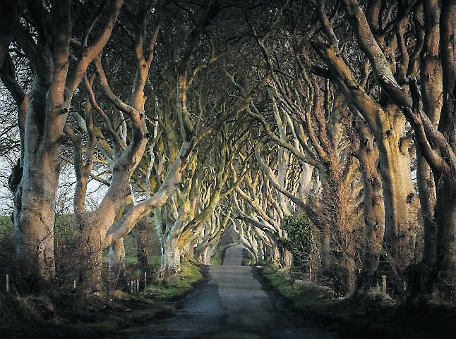How the Dark Hedges looked before the arrival of Storm Gertrude.