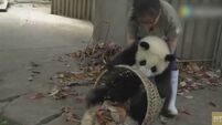 Watch these cute pandas mercilessly mess with zookeeper