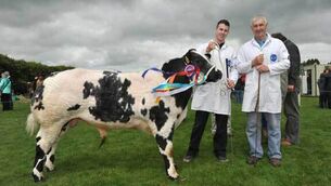 Quality photos key to sale price of animals