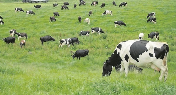Gassy cattle prove obstacle to Ireland’s climate targets