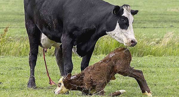 Advice for dairy farmers: Don’t close the book on your spring calving season yet