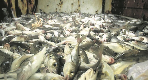 Observers may be put on big fish processing vessels to combat overfishing