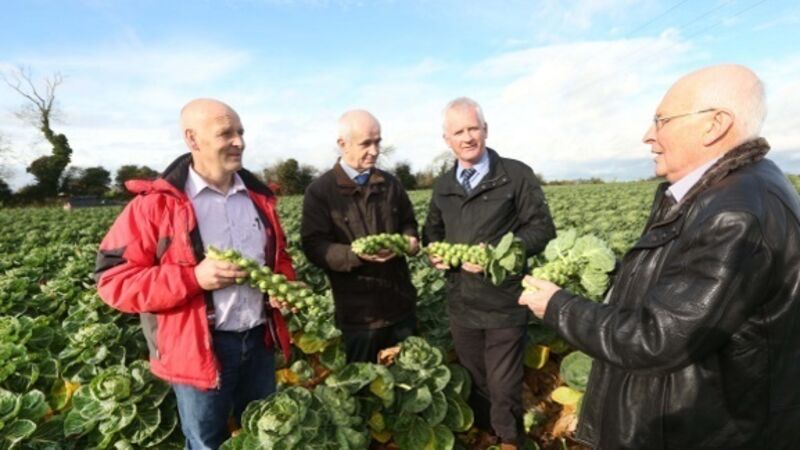 Irish farmers warn consumers against below-cost vegetables ahead of Christmas Irish farmers warn consumers against below-cost vegetables ahead of Christmas
