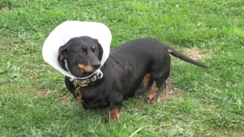 VIDEO: Woman violently kicks helpless dachshund dog VIDEO: Woman violently kicks helpless dachshund dog