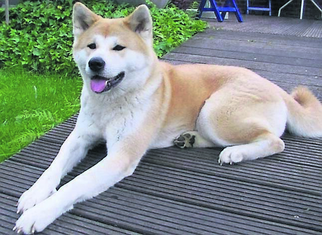 A Japanese Akita dog is a restricted breed that have ‘power in their jaws’ and ‘can go off like bombs’, says vet Garrett Shine.