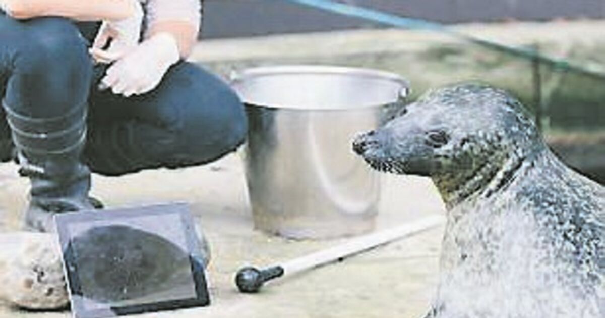 QUIRKY WORLD Seals keep romance alive by using FaceTime on iPads