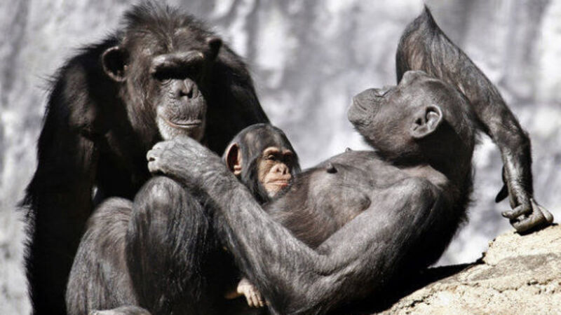 Operation in US for eight-year-old survivor of chimp attack Operation in US for eight-year-old survivor of chimp attack