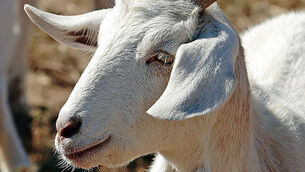 Quirky World: Goat milks his five minutes of freedom with light antics