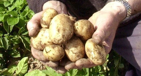 Eating potatoes could increase risk of diabetes for pregnant women