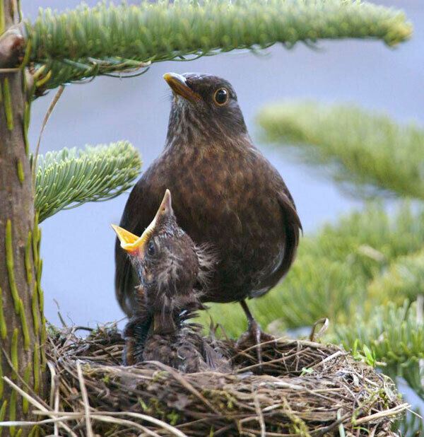 A female blackbird is darkish brown with speckled breast like a song in her markings, but muddied out. Picture: Kieran Clancy A female blackbird is darkish brown with speckled breast like a song in her markings, but muddied out. Picture: Kieran Clancy