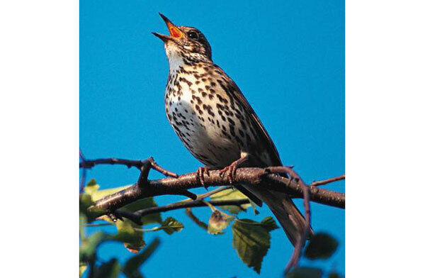 Song thrush in full throated glory - but the numbers of the bird are falling rapidly and are the thrush is close to becoming an endangered species Song thrush in full throated glory - but the numbers of the bird are falling rapidly and are the thrush is close to becoming an endangered species