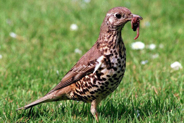 A thrush bird A thrush bird