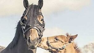QUIRKY WORLD ... Miner forced off his high horse after penis joke