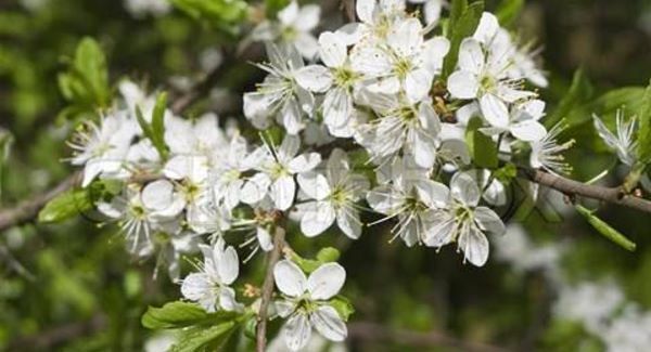 Nature table: Blackthorn
