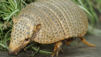 Armadillo relative was one-tonne living tank