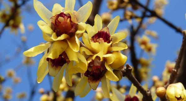Medical uses for fragrant plants