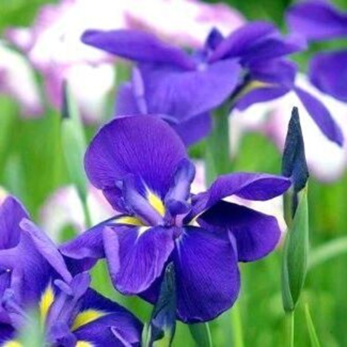 Pictures Of France National Flower Best Flower Site