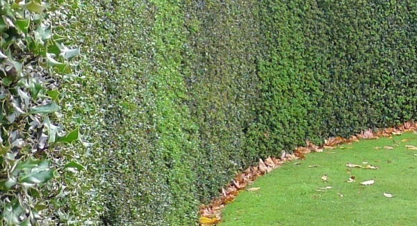 Why planting holly is the right thing for you and local wildlife
