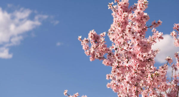 Grow your own almonds for beauty and health