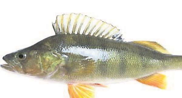 Nature table: Perch