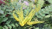 Look out for fungal leaf infection on winter favourite Mahonia