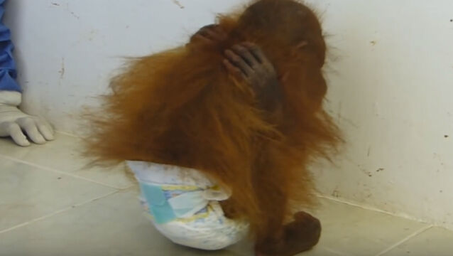 Footage of baby orang-utan traumatised by life of captivity released