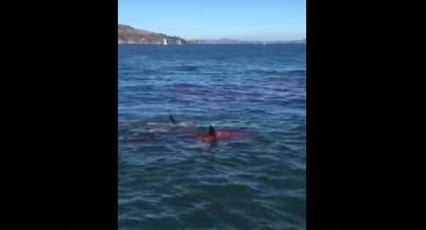 VIDEO: Great white devours seal off Alcatraz Island