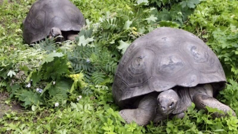 VIDEO: New species of giant tortoise identified on Galapagos Islands VIDEO: New species of giant tortoise identified on Galapagos Islands