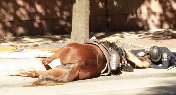 PIC: Houston police officer stays with his dying horse until her last breath