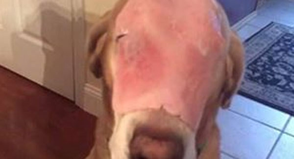 How one man on Facebook got people to pray for a dog with ham on its face