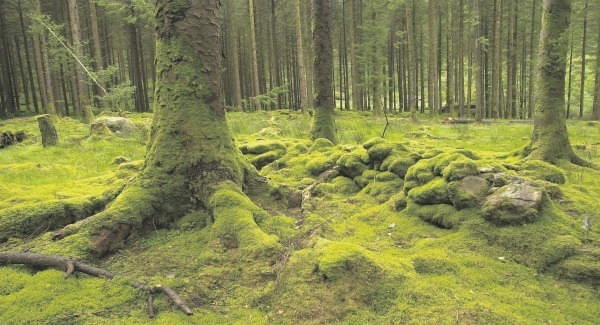 Planting native trees can help battle to control flooding