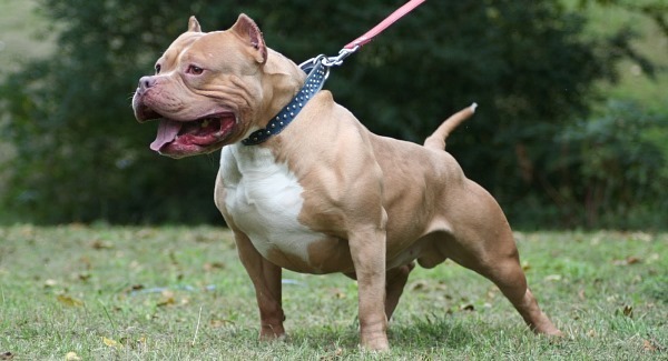 No reason to tolerate killers - Dangerous dogs
