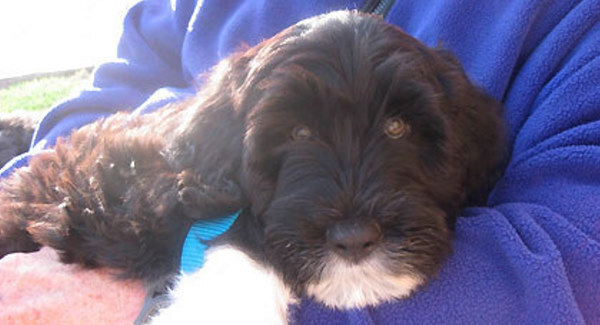 Find your new pet at your local animal shelter