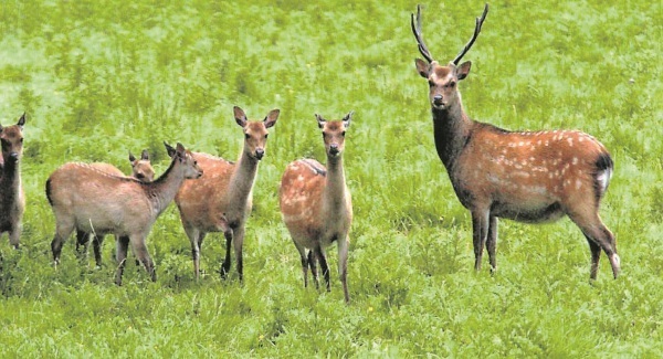 Protection is our privilege not a burden - Wildlife in our changing world