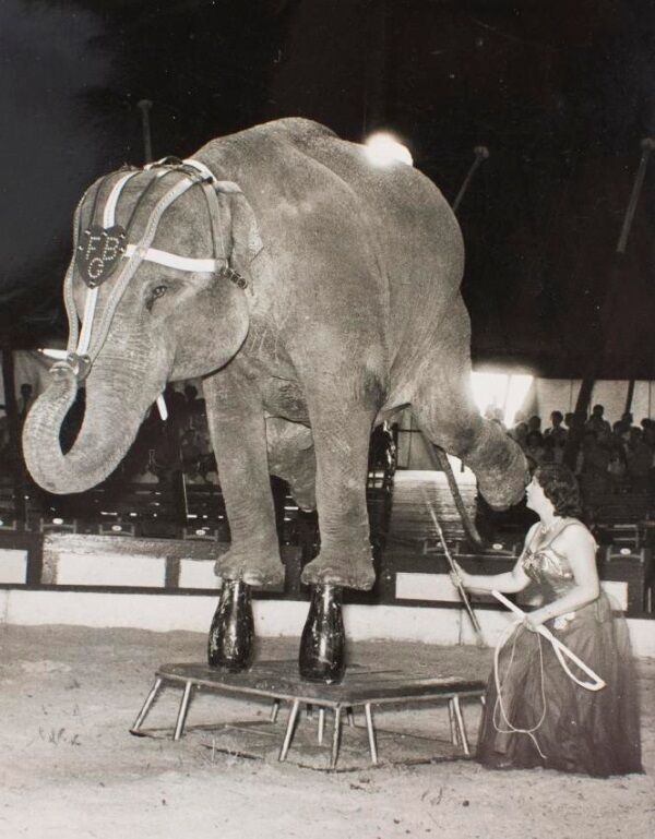 Herta in younger years training animals.