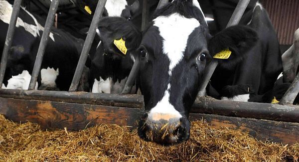 ‘Promising’ outlook for cattle exports this year IFA predicts