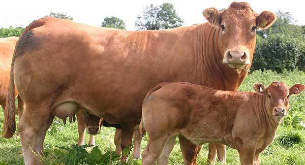 UTV's Rare Breed: A Farming Year rural series is back