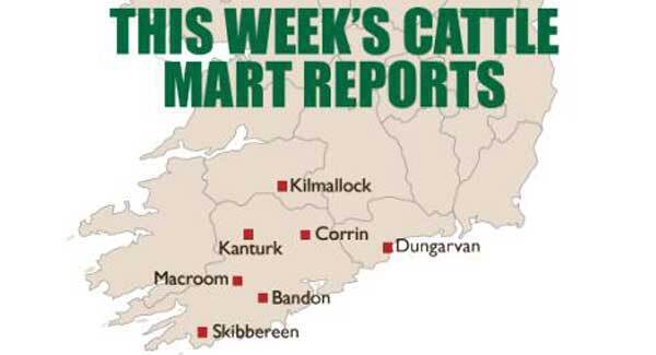 Cattle mart report: Sun shines on busy marts