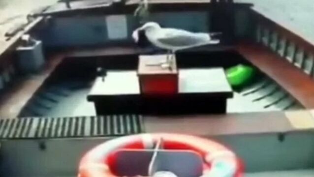 WATCH: Stealthy seagull steals £20 in takings from ferry’s moneybox