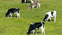 Farmers unaware of ban on tail docking