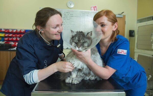 Lassara O’Brien and Karen Stevson with Romeo the cat, as a brand-new RTÉ series goes behind the scenes at the veterinary practice Lassara O’Brien and Karen Stevson with Romeo the cat, as a brand-new RTÉ series goes behind the scenes at the veterinary practice
