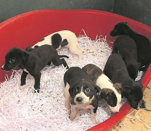 Some of the rescued pups