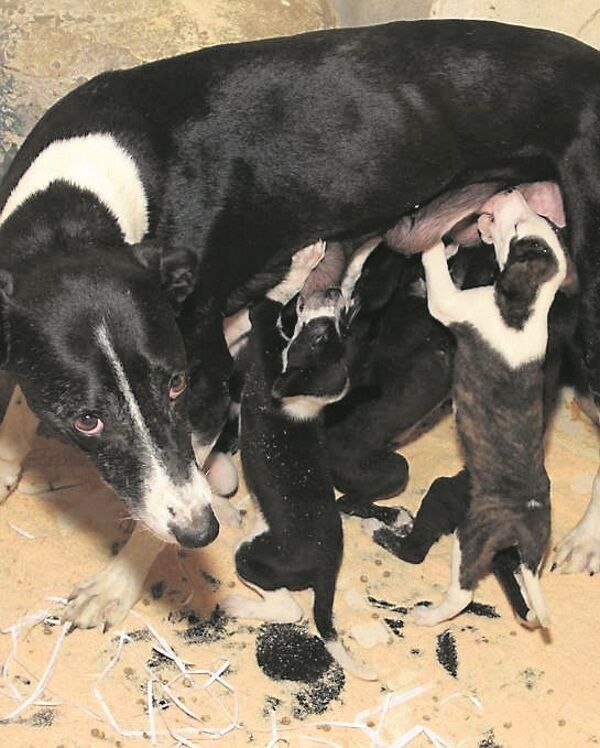 Some of the rescued pups with their mother