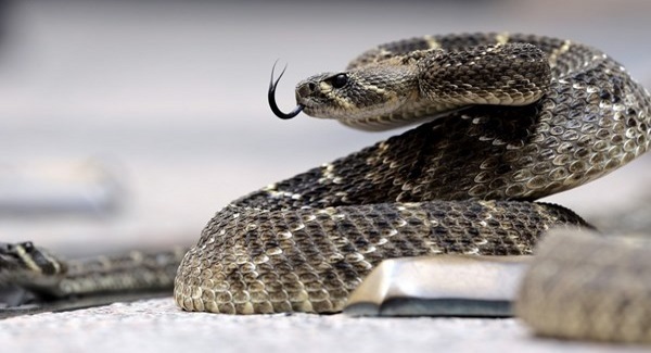 Snakes’ long bodies linked to one gene